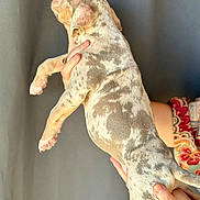 Sarada participe au concours pour gagner de l'argent avec cette photo : animal, background, colorful_sleeve, cute, dog, domestic, fur_pattern, hands, holding, indoor, mammal, person, pet, portrait, puppy, side_view, small, spotted, support, young