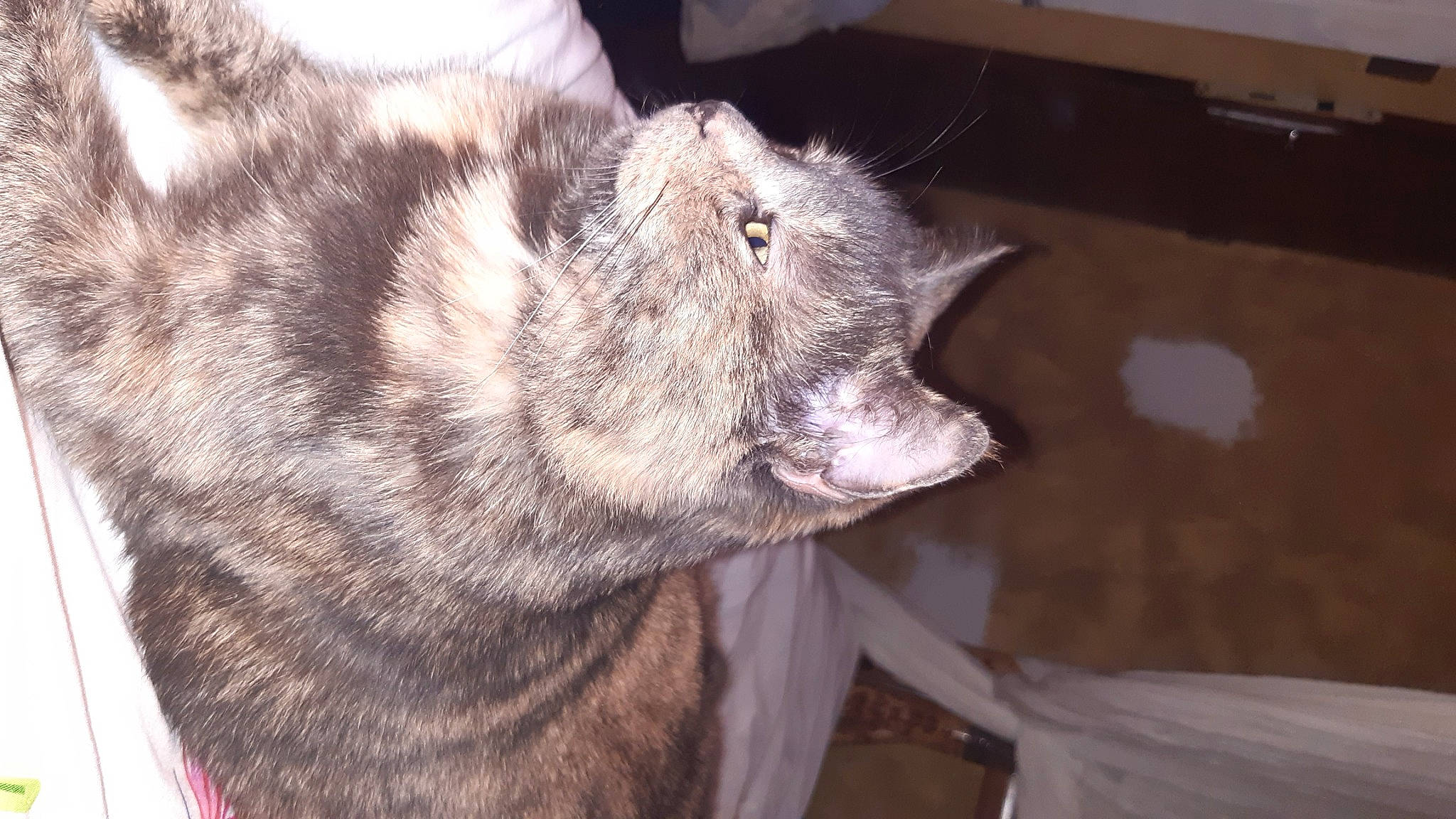 Calypso a rejoint le concours — aidez-le/la à gagner de superbes lots ! carnivore, cat, claw, domestic_short_haired_cat, felidae, fur, nap, paw, sleep, small_to_medium_sized_cats, tail, terrestrial_animal, whiskers