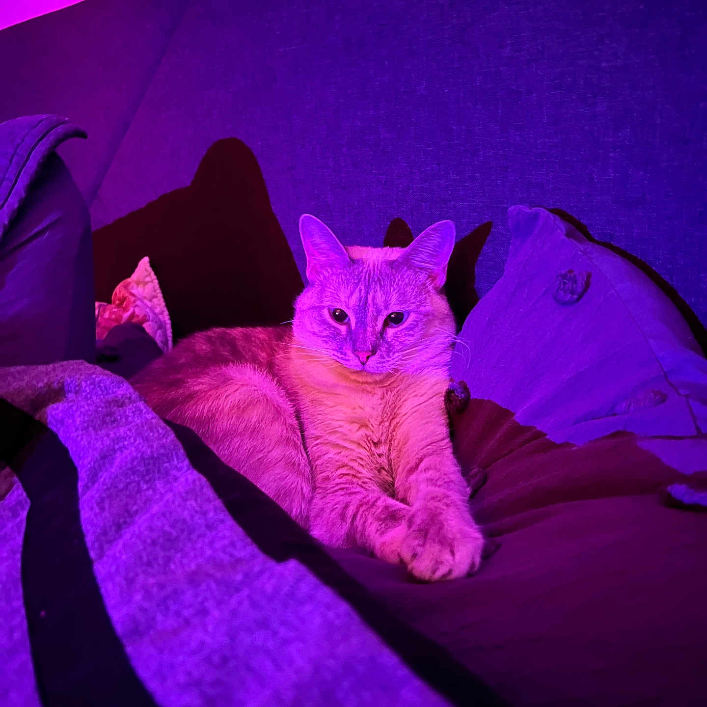 Maeve joined the competition — help win amazing prizes! abyssinian, animal, architecture, bed, blanket, building, cat, couch, cushion, furniture, homedecor, indoors, kitten, linen, livingroom, manx, pet, purple, room, siamese
