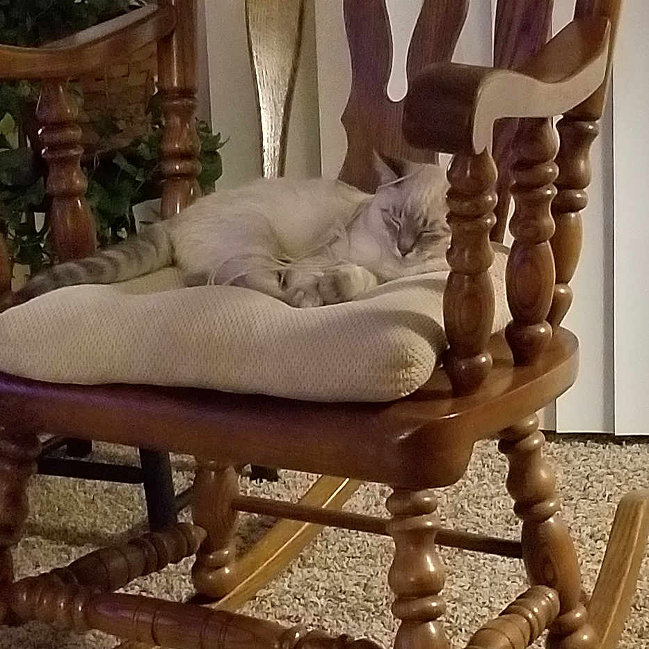 Teddy joined the competition — help win amazing prizes! animal, armchair, cat, chair, cushion, furniture, homedecor, linen, pet, plant, rockingchair