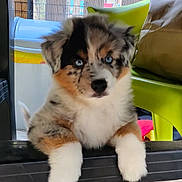 Happy a rejoint le concours — aidez-le/la à gagner de superbes lots ! puppy, dog, blue_eyes, tricolor, fur, chair, plastic_chair, outdoor, deck, wood, pet, cute, animal, young_dog, curious, black, white, brown, playful, domestic_animal