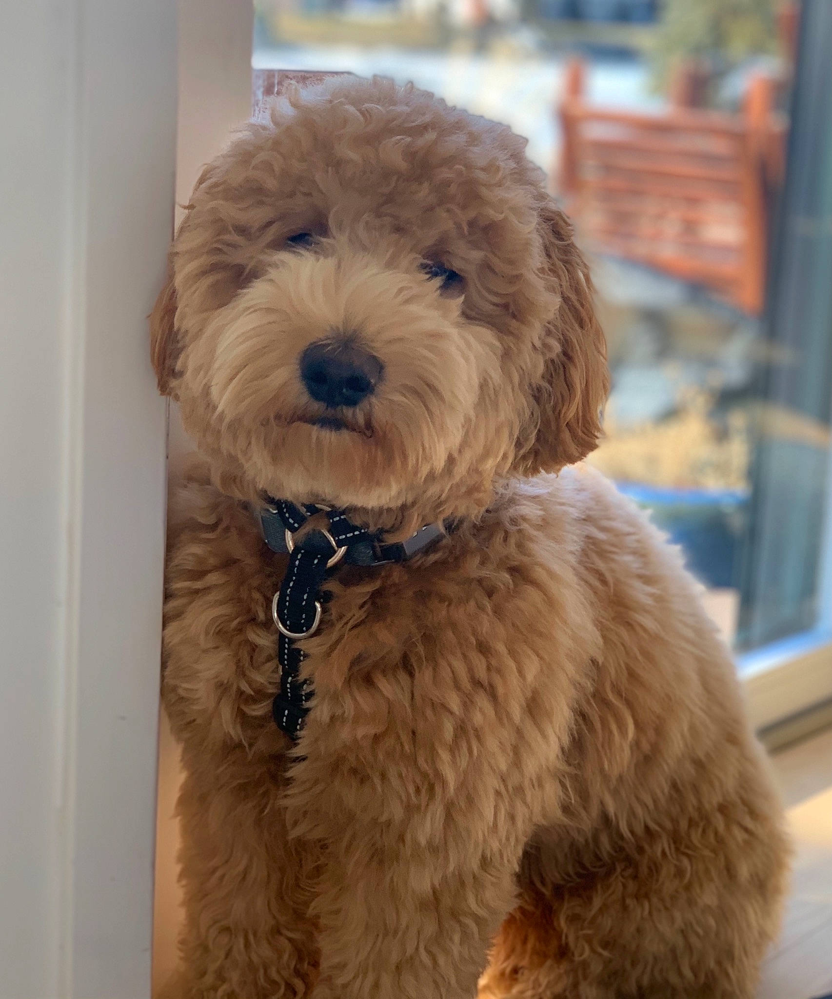 Linus is registered to the contest to win money with this photo: canidae, carnivore, collar, companion_dog, dog, dog_breed, dog_collar, fawn, labradoodle, liver, poodle, puppy_love, shih_poo, small_terrier, snout, sporting_group, terrier, toy_dog, water_dog, working_animal