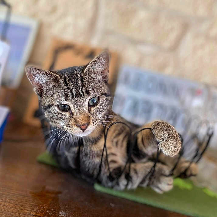 Simba