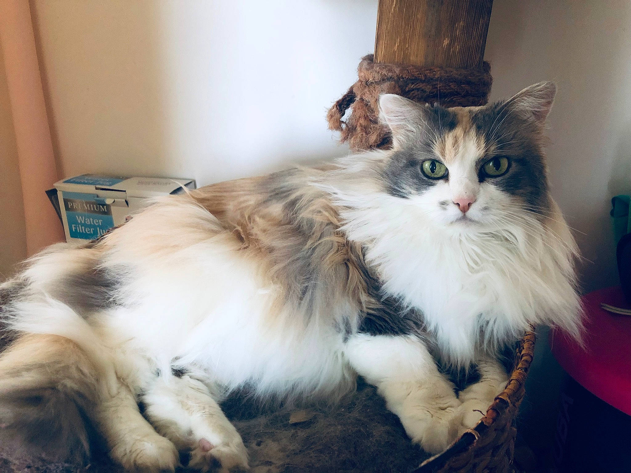 Fanny participe au concours pour gagner de l'argent avec cette photo : british_longhair, carnivore, cat, claw, comfort, companion_dog, felidae, fur, maine_coon, paw, persian, sitting, small_to_medium_sized_cats, tail, terrestrial_animal, whiskers, window