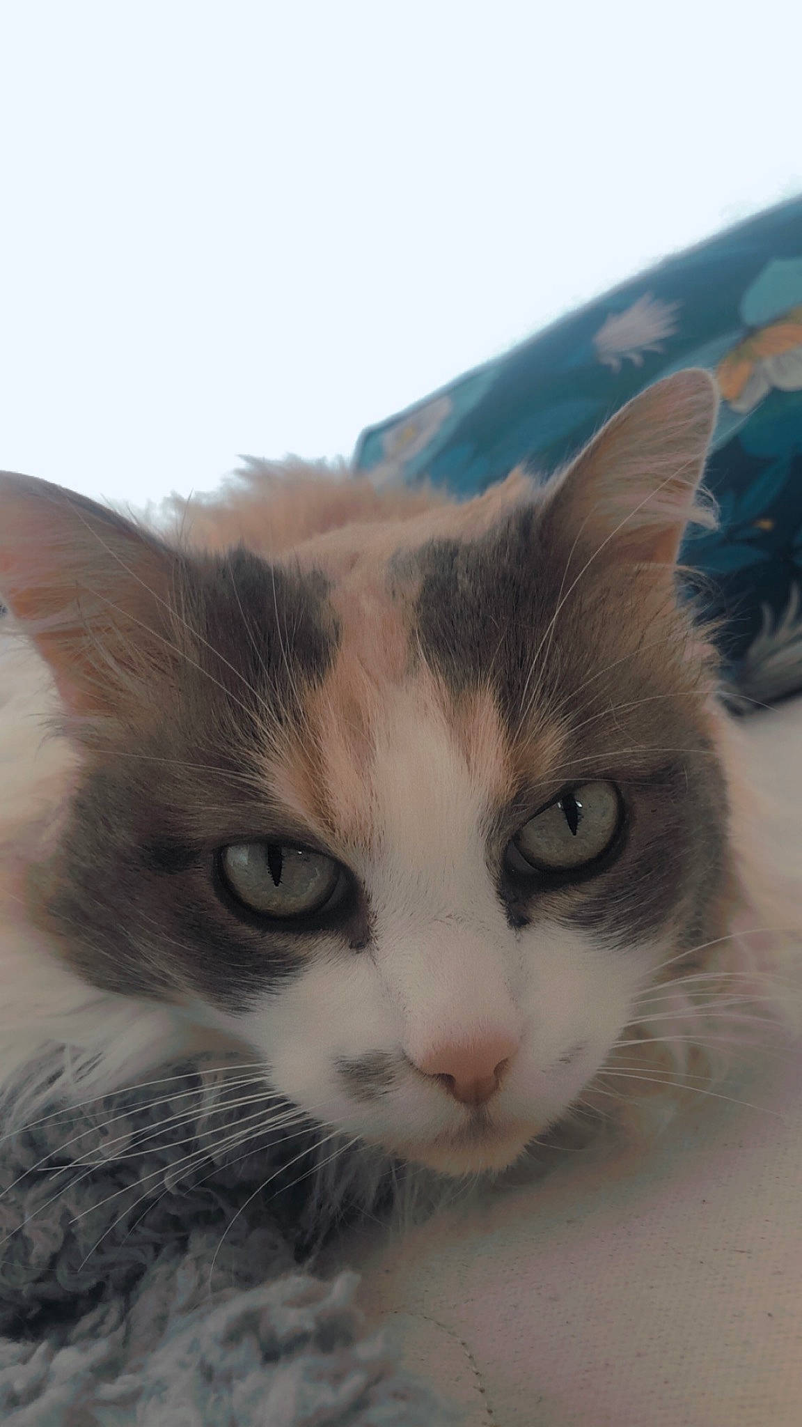 Fanny participe au concours pour gagner de l'argent avec cette photo : carnivore, cat, domestic_short_haired_cat, felidae, fur, paw, sky, small_to_medium_sized_cats, snout, whiskers, window