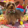 dog, bow_tie, flower_crown, easter, decorations, eggs, flowers, carrot_toy, plush_toys, colorful, cute, pet, indoor, celebration, festive, wooden_background, purple_rug, small_dog, animal, spring
