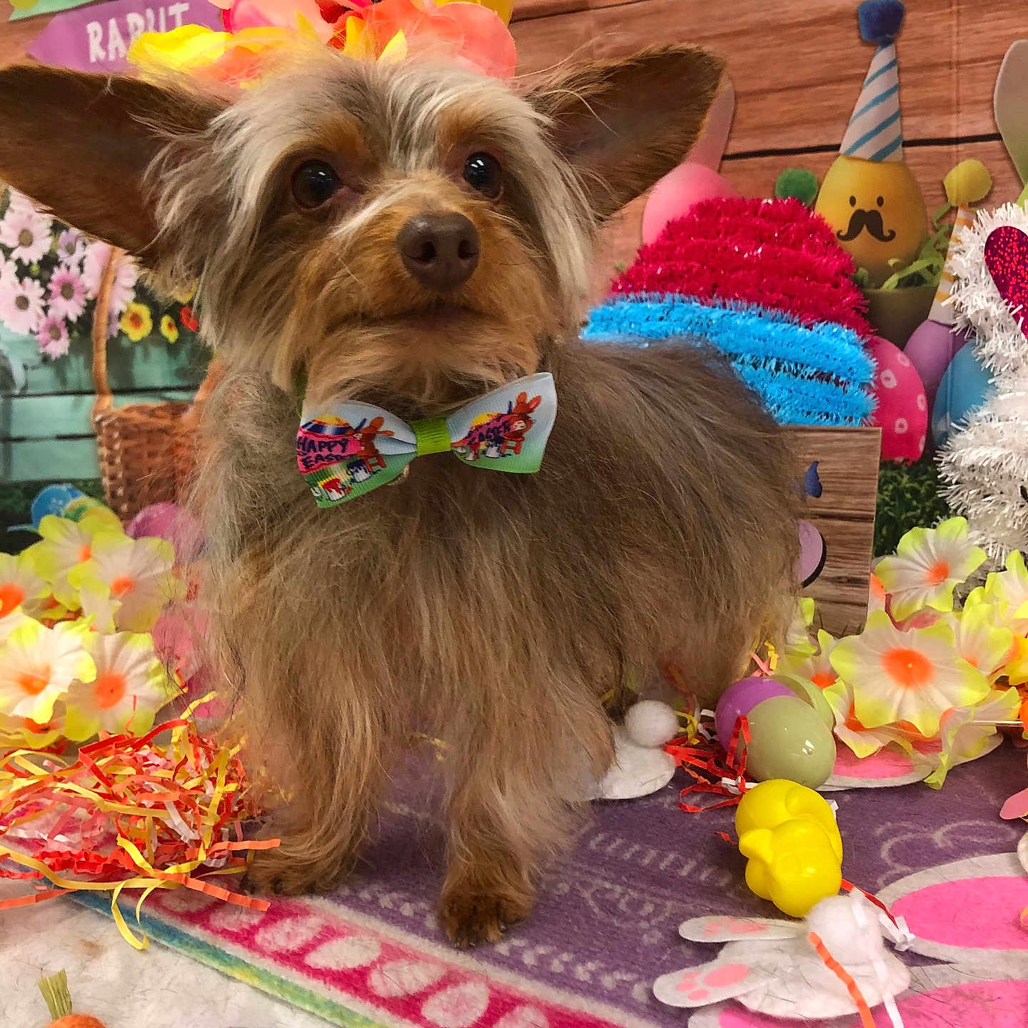 Cody Thomas is registered to the contest to win money with this photo: animal, bow_tie, carrot_toy, celebration, colorful, cute, decorations, dog, easter, eggs, festive, flower_crown, flowers, indoor, pet, plush_toys, purple_rug, small_dog, spring, wooden_background