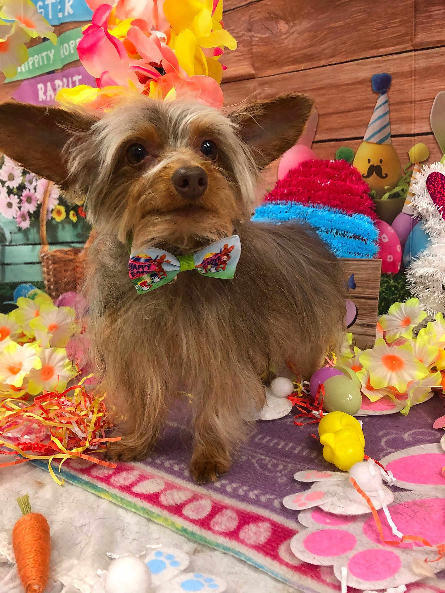 Cody Thomas is registered to the contest to win money with this photo: dog, bow_tie, flower_crown, easter, decorations, eggs, flowers, carrot_toy, plush_toys, colorful, cute, pet, indoor, celebration, festive, wooden_background, purple_rug, small_dog, animal, spring