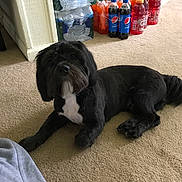 Chase Thomas joined the competition — help win amazing prizes! dog, black_dog, pet, indoor, carpet, bottled_water, soda_bottles, beverage, plastic_bottles, floor, animal, household, resting, looking, fur, cute, companion, domestic_animal, laying, curious