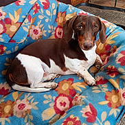 Boots joined the competition — help win amazing prizes! dog, dachshund, pet, animal, brown_and_white, blanket, floral_pattern, indoor, cozy, cute, lying_down, looking_at_camera, fur, ears, paw, floor, relaxed, companion, domestic, cute_pet