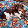 dog, dachshund, pet, animal, brown_and_white, blanket, floral_pattern, indoor, cozy, cute, lying_down, looking_at_camera, fur, ears, paw, floor, relaxed, companion, domestic, cute_pet