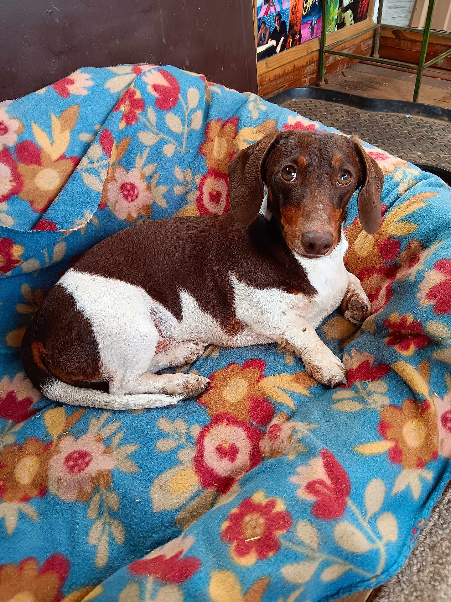 Boots joined the competition — help win amazing prizes! dog, dachshund, pet, animal, brown_and_white, blanket, floral_pattern, indoor, cozy, cute, lying_down, looking_at_camera, fur, ears, paw, floor, relaxed, companion, domestic, cute_pet