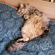 Snooki a rejoint le concours — aidez-le/la à gagner de superbes lots ! cat, sleeping, fluffy, bed, pillow, blue, pattern, furniture, cozy, relaxed, animal, pet, indoor, resting, cute, fur, whiskers, tail, paw, headboard