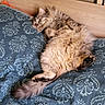 cat, sleeping, fluffy, bed, pillow, blue, pattern, furniture, cozy, relaxed, animal, pet, indoor, resting, cute, fur, whiskers, tail, paw, headboard