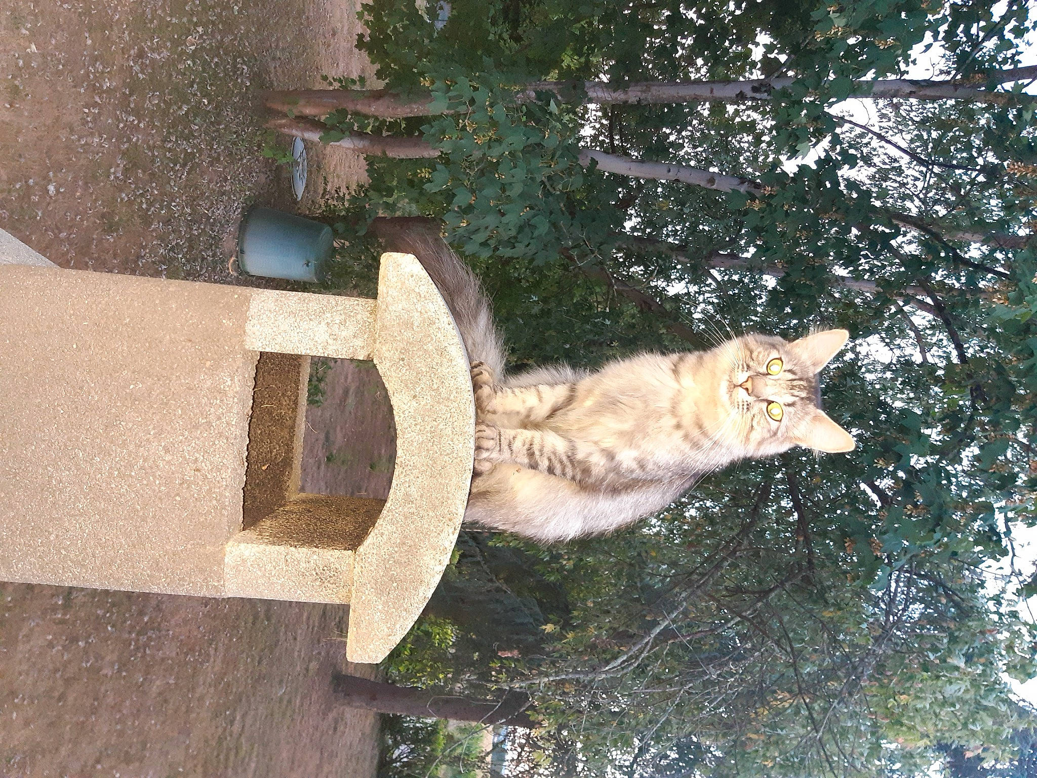 Snooki a rejoint le concours — aidez-le/la à gagner de superbes lots ! art, carnivore, cat, concrete, cross, domestic_short_haired_cat, fawn, felidae, fur, house, pedestal, plant, sculpture, small_to_medium_sized_cats, tail, tree, trunk, whiskers, window, wood