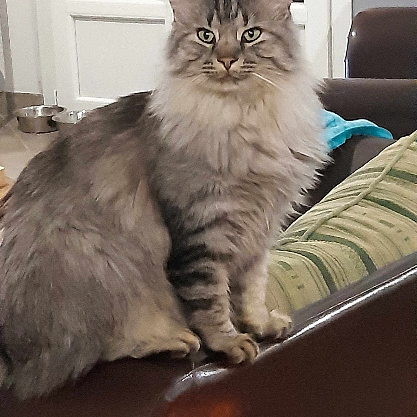 Snoukki participe au concours pour gagner de l'argent avec cette photo : armrest, cat, cozy, cushion, door, ears, eyes, floor, fluffy, furniture, home, indoor, leather_chair, long_hair, pet_bowls, sitting, striped, tabby, whiskers, window