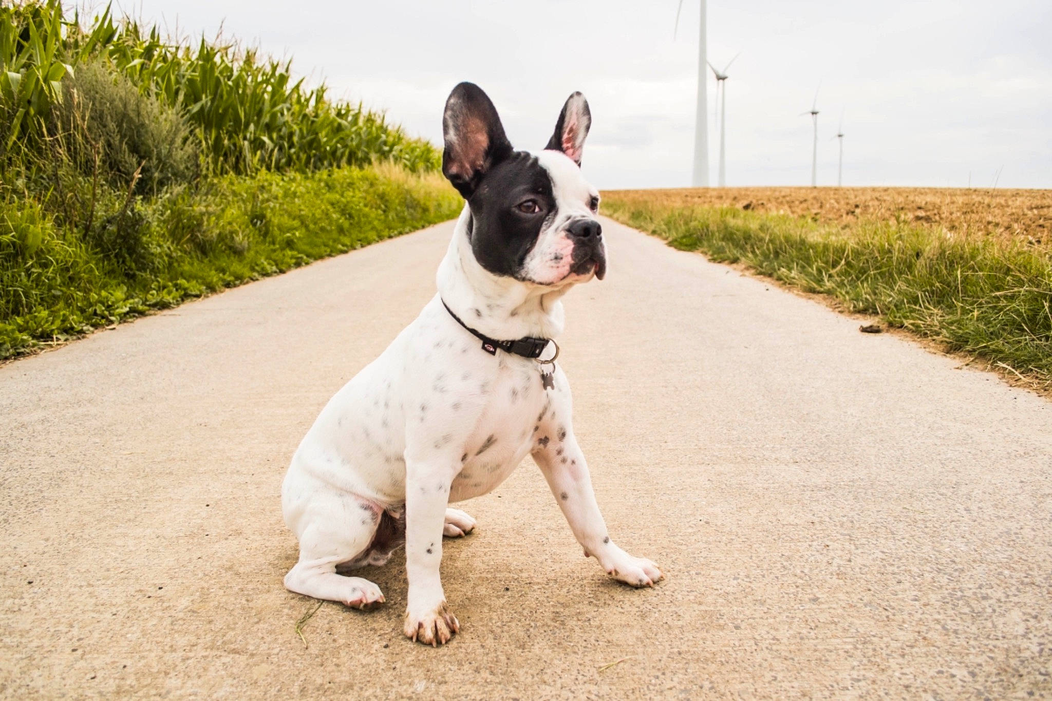 Bernie a rejoint le concours — aidez-le/la à gagner de superbes lots ! bulldog, canidae, carnivore, companion_dog, dog, dog_breed, dog_collar, fawn, french_bulldog, grass, mammal, non_sporting_group, photography, rare_breed_dog, snout, sporting_group, tail, vertebrate