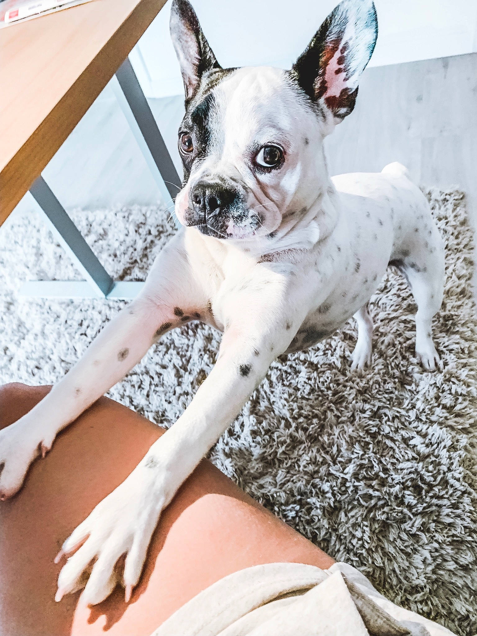 Bernie participe au concours pour gagner de l'argent avec cette photo : boston_terrier, bulldog, canidae, carnivore, companion_dog, dog, dog_breed, dog_collar, ear, fawn, french_bulldog, mammal, non_sporting_group, rare_breed_dog, snout, sporting_group, toy_bulldog