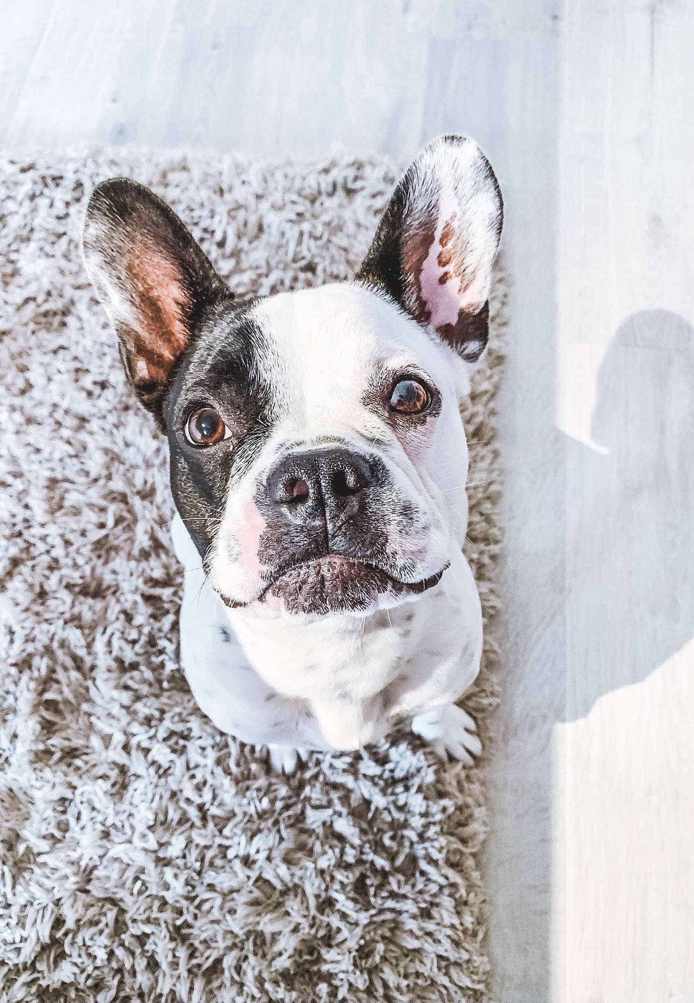 Bernie participe au concours pour gagner de l'argent avec cette photo : boston_terrier, bulldog, canidae, carnivore, companion_dog, dog, dog_breed, dog_collar, ear, fawn, french_bulldog, mammal, non_sporting_group, puppy, rare_breed_dog, snout, toy_bulldog, vertebrate