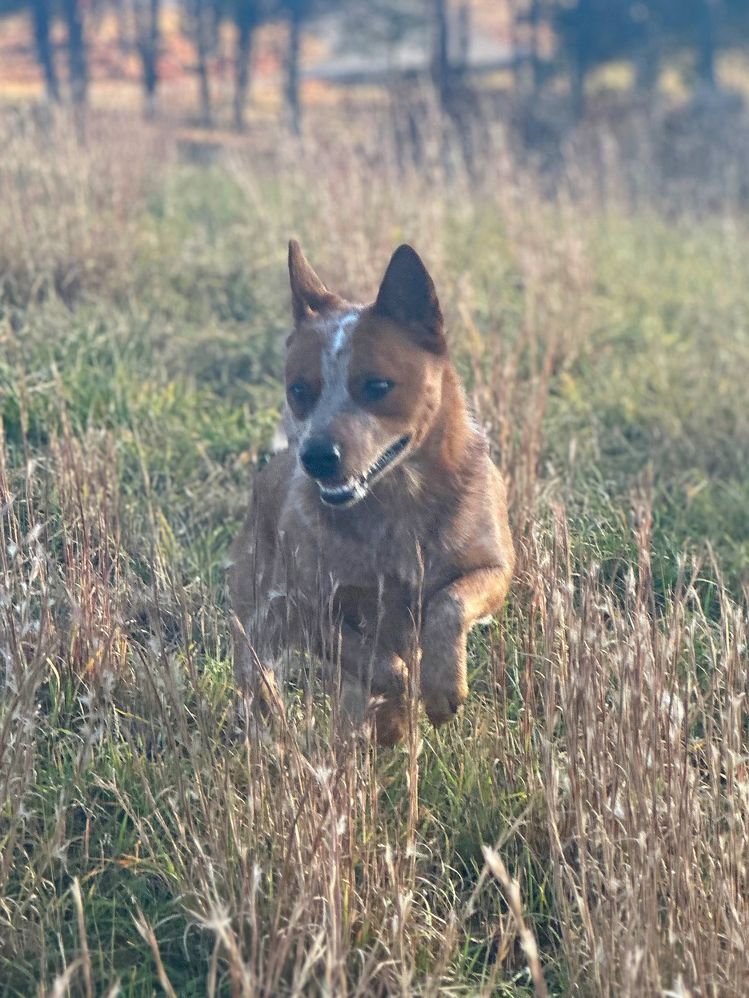 River is registered to the contest to win money with this photo: australian_cattle_dog, carnivore, dog, dog_breed, east_european_shepherd, german_shepherd_dog, grass, grassland, herding_dog, natural_landscape, old_german_shepherd_dog, plant, prairie, snout, soil, terrestrial_animal, tree, wildlife, working_animal, working_dog