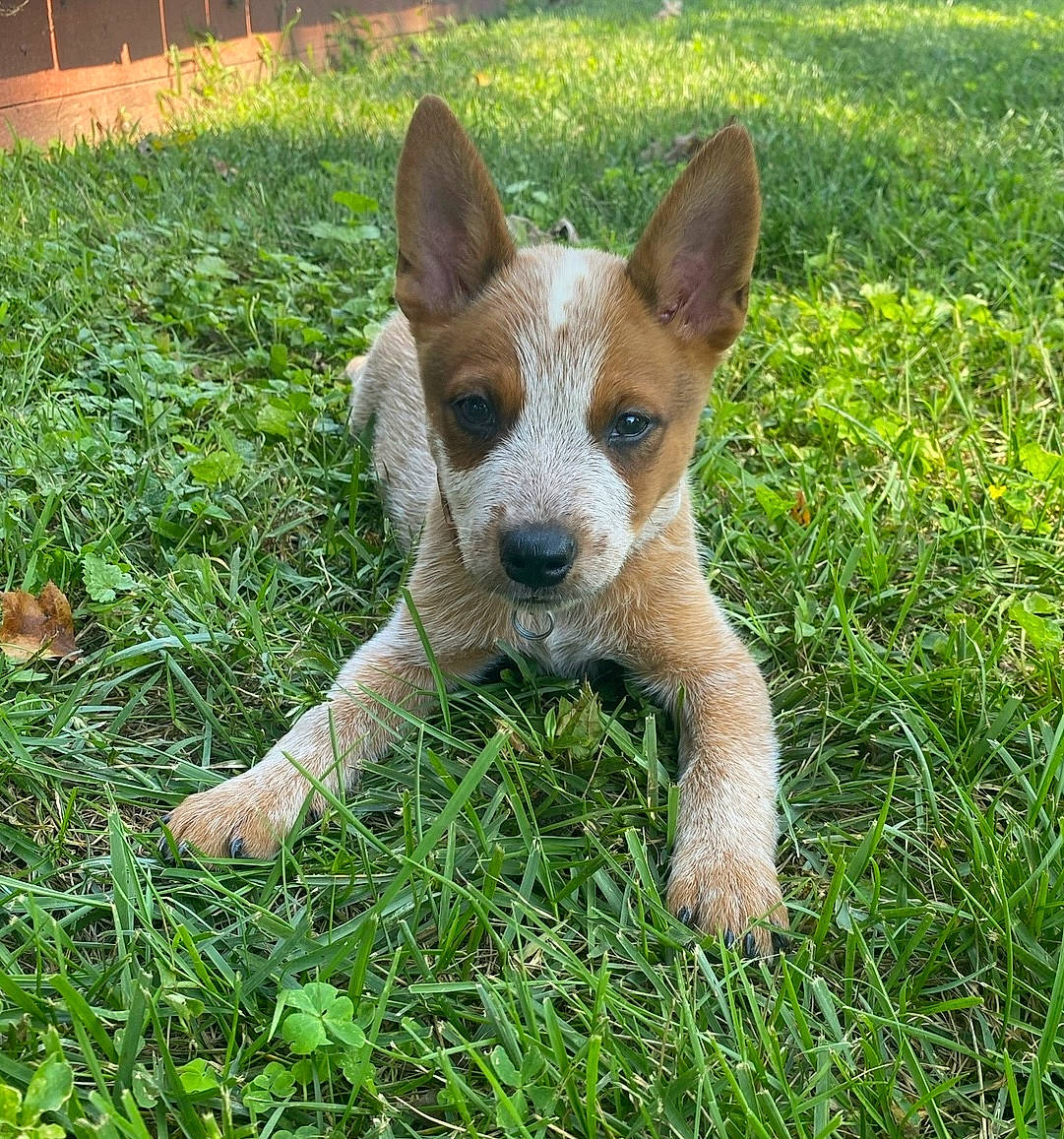 River is registered to the contest to win money with this photo: ancient_dog_breeds, art, canidae, carnivore, companion_dog, dog, dog_breed, fawn, grass, groundcover, plant, puppy, snout, sporting_group, tail, terrestrial_animal, terrestrial_plant, whiskers, wildlife, working_animal