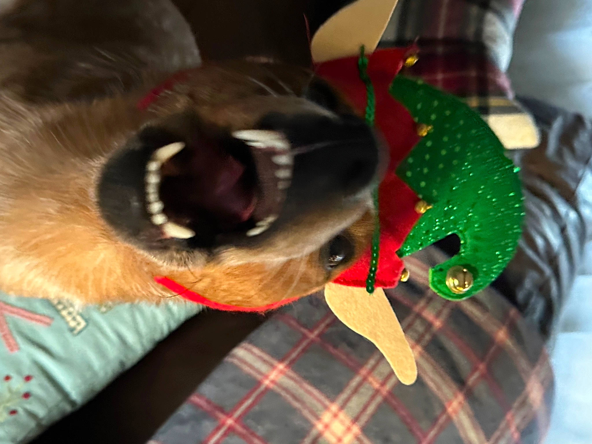 River joined the competition — help win amazing prizes! carmine, carnivore, cat, collar, companion_dog, dog_breed, domestic_short_haired_cat, fang, fawn, felidae, fur, linens, pattern, plaid, small_to_medium_sized_cats, snout, tail, tartan, textile, whiskers