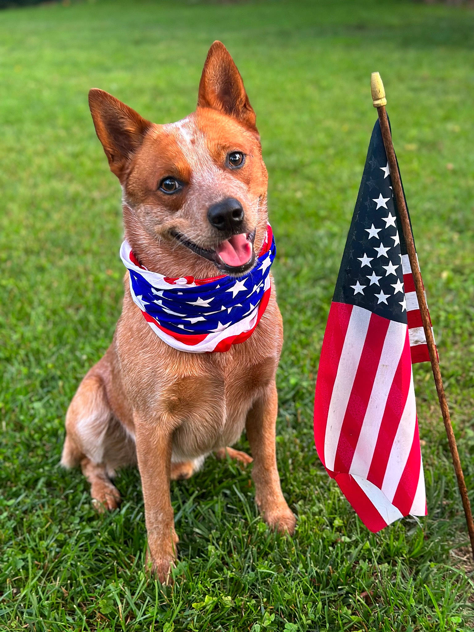 River is registered to the contest to win money with this photo: canidae, carnivore, collar, companion_dog, dog, dog_breed, dog_collar, dog_supply, event, fawn, flag, flag_day_usa, flag_of_the_united_states, grass, herding_dog, liver, plant, snout, sporting_group, working_animal