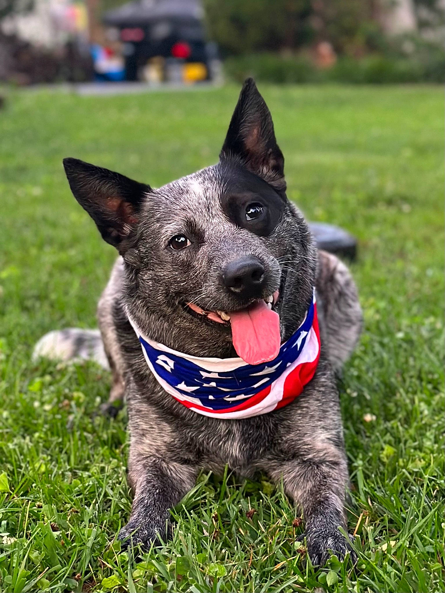 Benelli joined the competition — help win amazing prizes! canidae, carnivore, collar, companion_dog, dog, dog_breed, dog_collar, dog_supply, grass, herding_dog, non_sporting_group, plant, snout, sporting_group, tail, tree, working_animal, working_dog