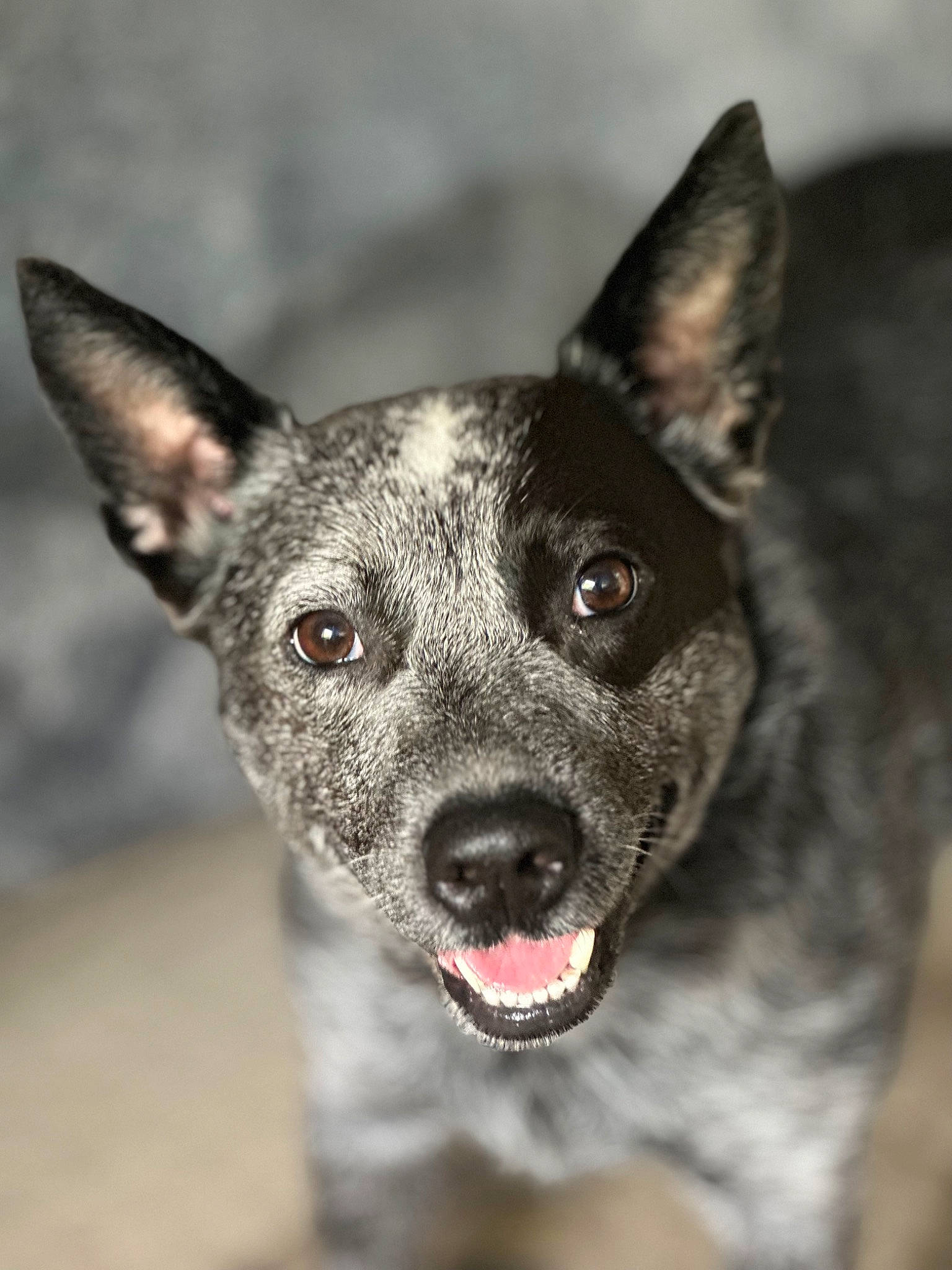 Benelli joined the competition — help win amazing prizes! bicycle, canidae, carmine, carnivore, collar, companion_dog, dog, dog_breed, dog_collar, fur, herding_dog, jaw, non_sporting_group, snout, sporting_group, terrestrial_animal, whiskers, working_animal, working_dog