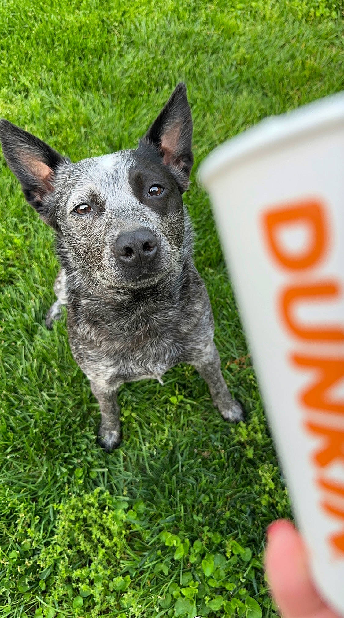 Benelli is registered to the contest to win money with this photo: australian_cattle_dog, australian_stumpy_tail_cattle_dog, carnivore, companion_dog, dog, dog_breed, grass, groundcover, herding_dog, plant, snout, sporting_group, terrestrial_animal, whiskers, working_animal, working_dog