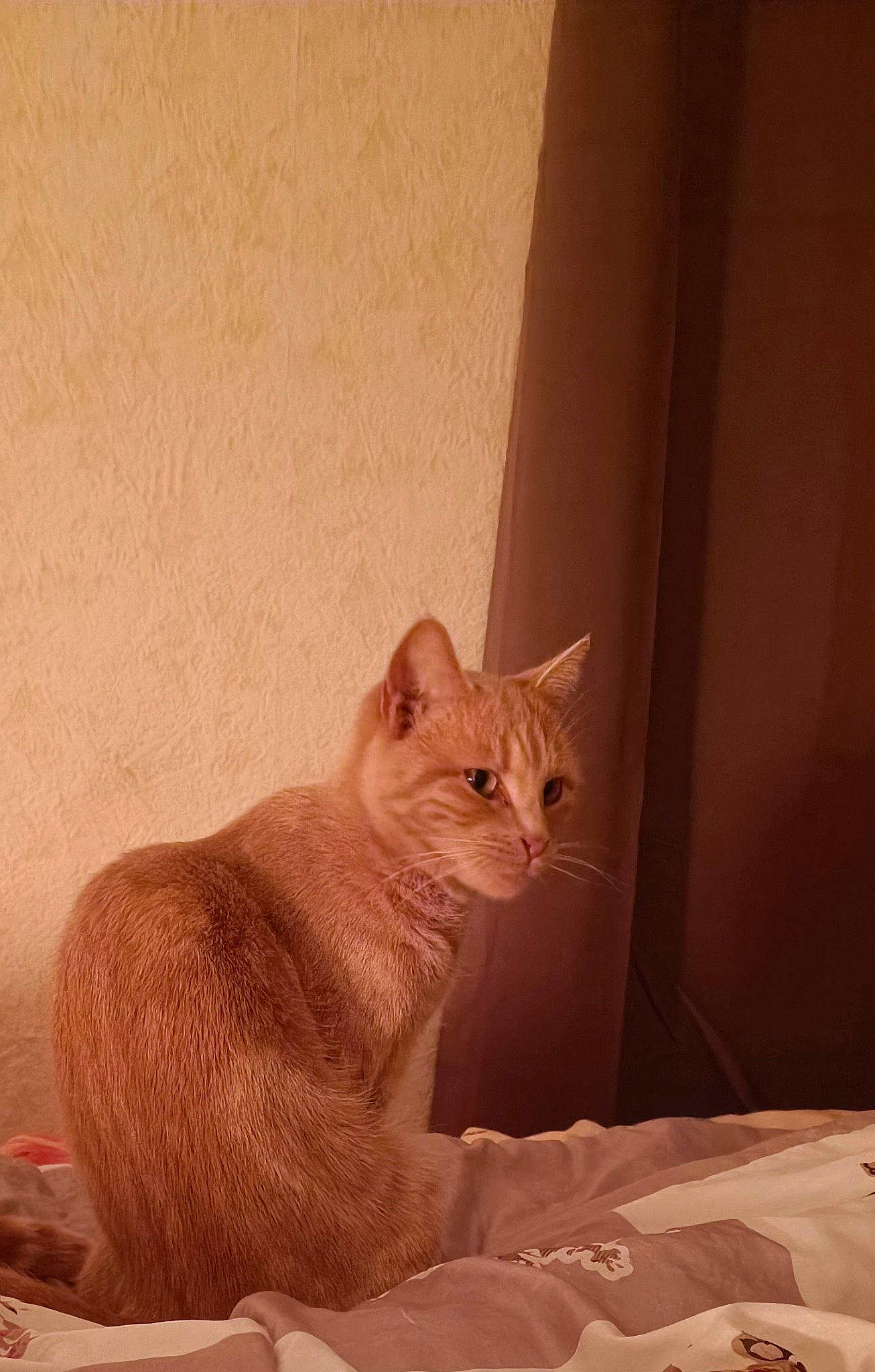Ruta a rejoint le concours — aidez-le/la à gagner de superbes lots ! carnivore, cat, cat_supply, comfort, domestic_short_haired_cat, fawn, felidae, flooring, fur, hardwood, paw, peach, small_to_medium_sized_cats, snout, tail, terrestrial_animal, tints_and_shades, whiskers, window, wood