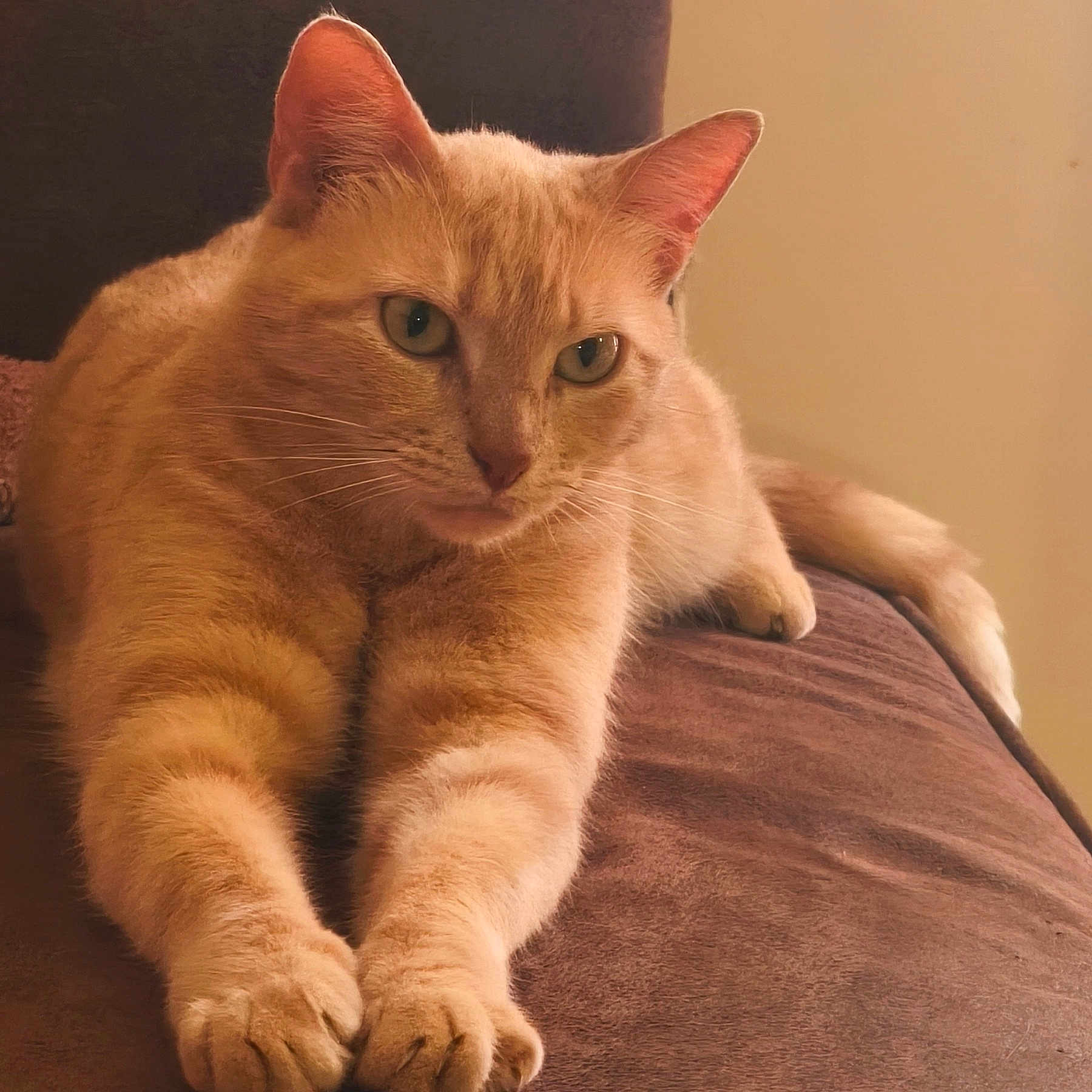 Baga participe au concours pour gagner de l'argent avec cette photo : cat, ginger_cat, feline, pet, animal, indoor, couch, furniture, relaxed, stretching, paw, fur, whiskers, ears, closeup, mammal, cute, domestic_animal, resting, soft