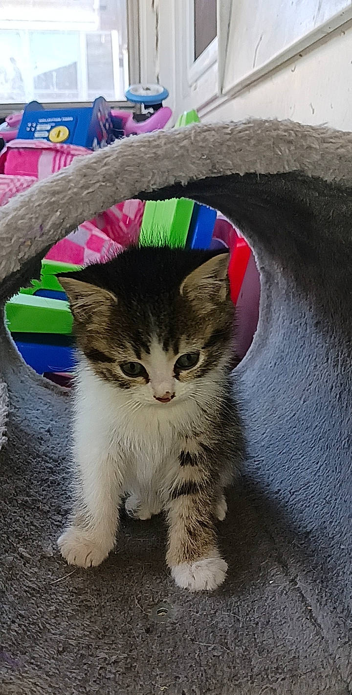 Indica is registered to the contest to win money with this photo: art, carnivore, cat, claw, domestic_short_haired_cat, fawn, felidae, foot, fur, grass, paw, photo_caption, small_to_medium_sized_cats, snout, tail, terrestrial_animal, tree, whiskers, window