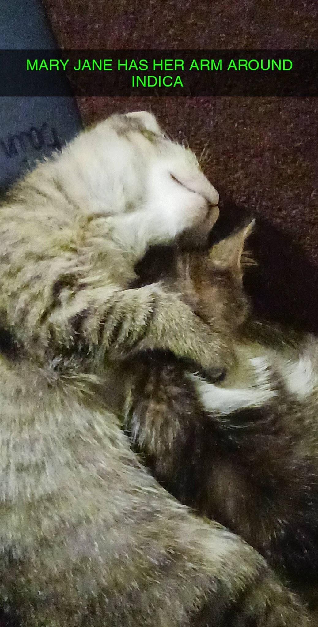 Indica joined the competition — help win amazing prizes! carnivore, cat, claw, cloud, comfort, domestic_short_haired_cat, felidae, fur, nap, paw, small_to_medium_sized_cats, tail, terrestrial_animal, whiskers