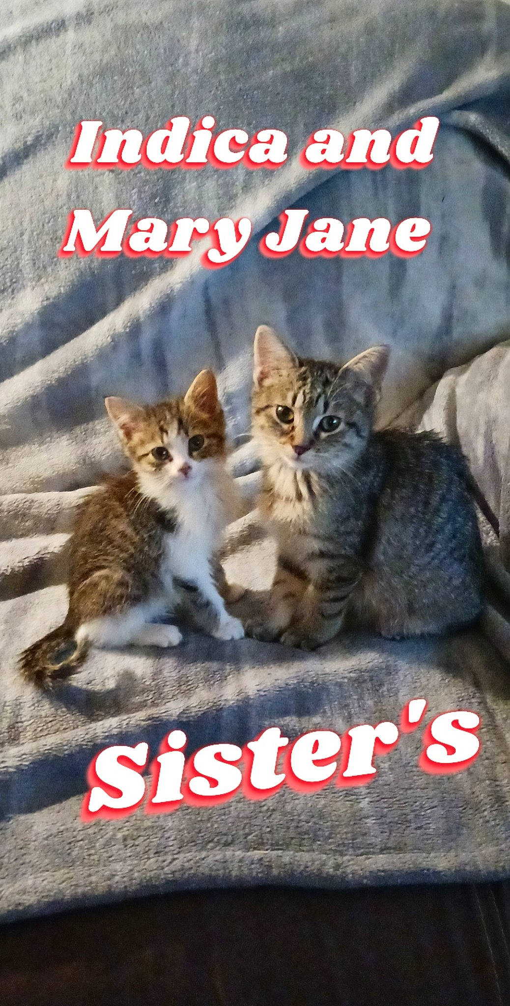 Indica is registered to the contest to win money with this photo: advertising, art, carnivore, cat, felidae, font, internet_meme, paw, photo_caption, poster, publication, small_to_medium_sized_cats, tail, terrestrial_animal, whiskers, wildlife