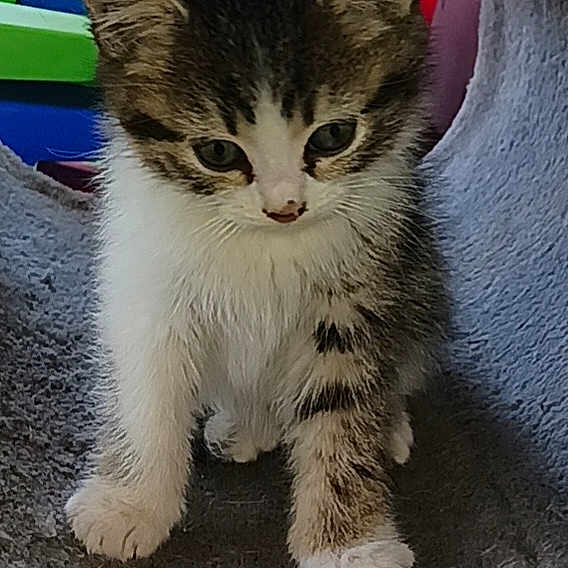 Indica