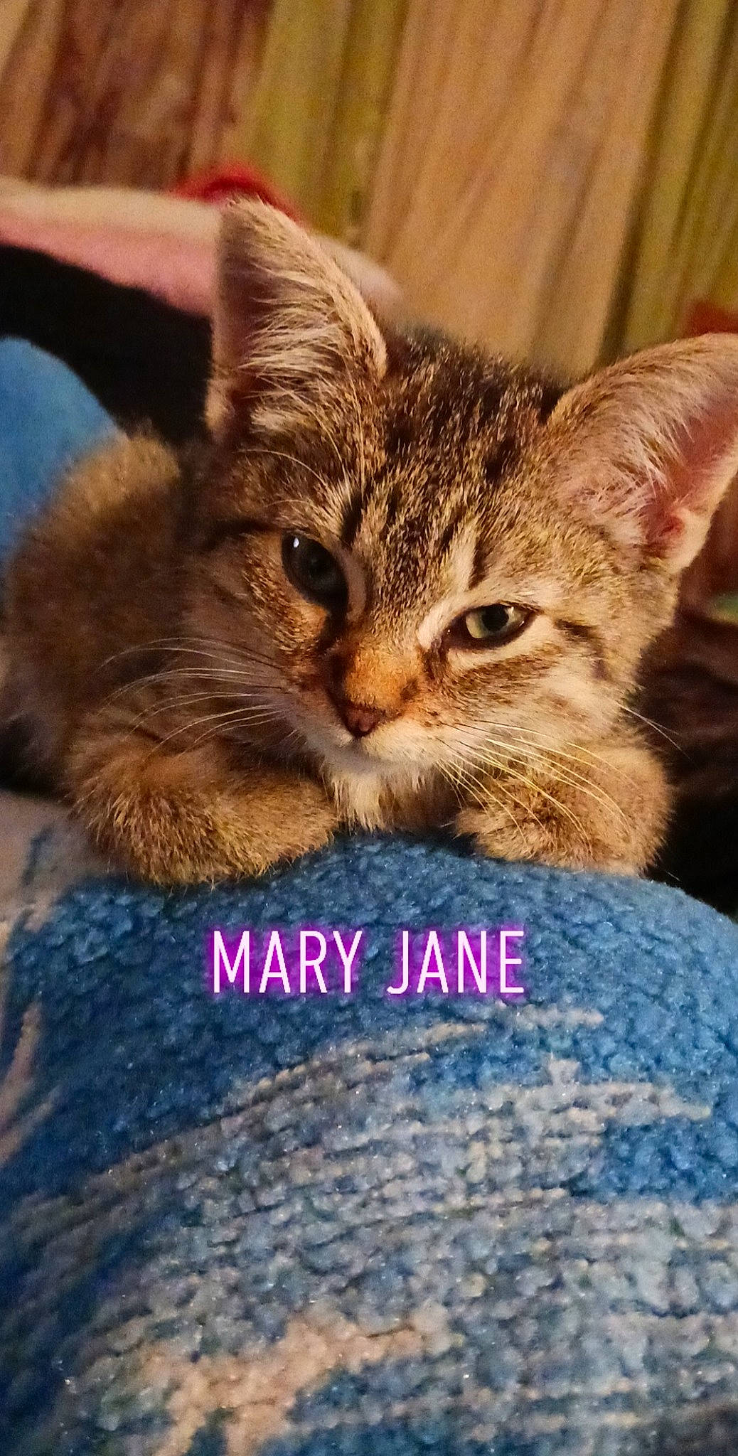Mary Jane is registered to the contest to win money with this photo: carnivore, cat, claw, close_up, domestic_short_haired_cat, ear, felidae, fur, gesture, hug, paw, photo_caption, small_to_medium_sized_cats, snout, whiskers, wildlife