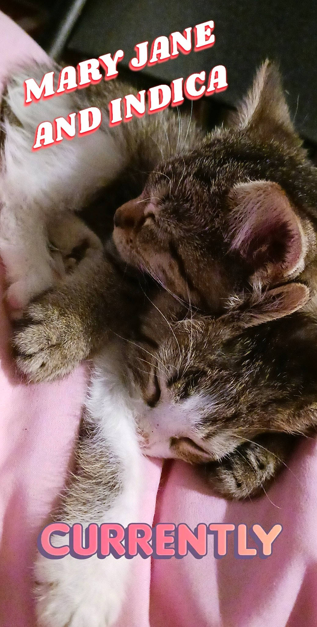 Mary Jane is registered to the contest to win money with this photo: carnivore, cat, claw, domestic_short_haired_cat, felidae, font, fur, internet_meme, organism, paw, photo_caption, photography, small_to_medium_sized_cats, snout, terrestrial_animal, whiskers