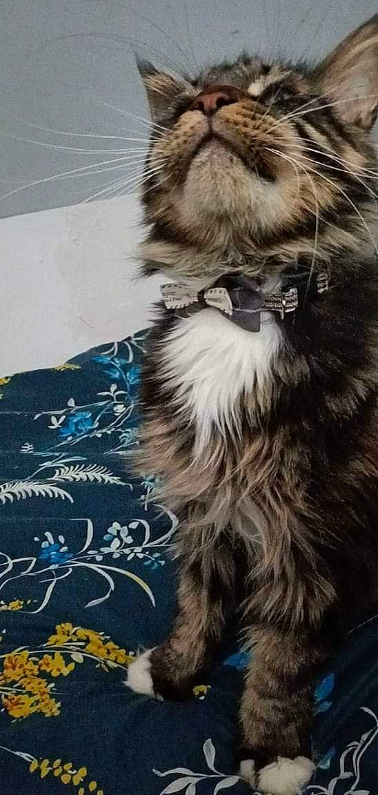 Olaf a rejoint le concours — aidez-le/la à gagner de superbes lots ! carnivore, cat, claw, domestic_short_haired_cat, electric_blue, fawn, felidae, flooring, fur, maine_coon, moustache, paw, road_surface, siberian, small_to_medium_sized_cats, snout, street_light, tail, whiskers, wildlife