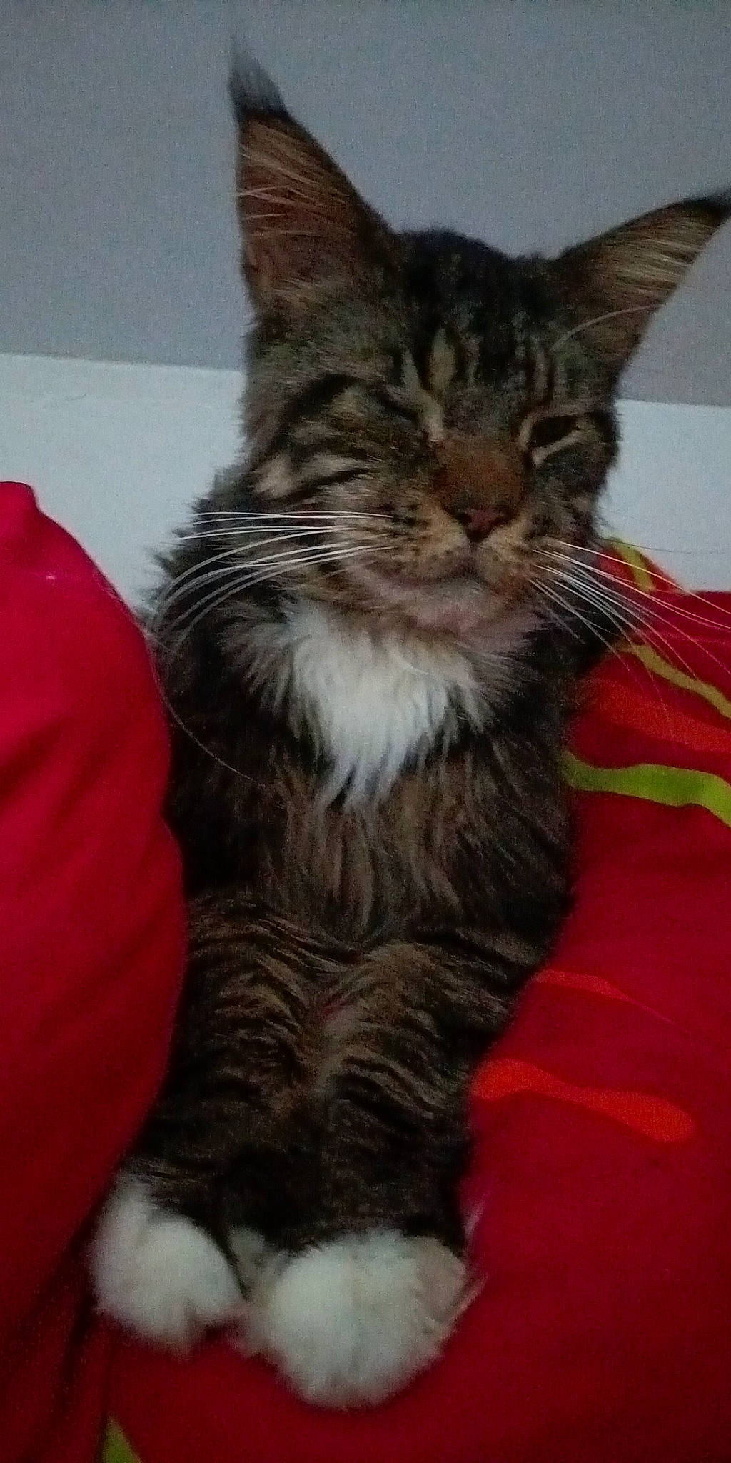 Olaf participe au concours pour gagner de l'argent avec cette photo : carnivore, cat, cat_supply, claw, comfort, domestic_short_haired_cat, felidae, fur, paw, small_to_medium_sized_cats, snout, tail, whiskers