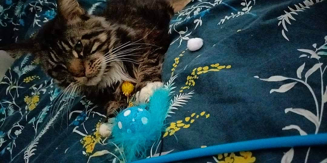 Olaf a rejoint le concours — aidez-le/la à gagner de superbes lots ! big_cats, carnivore, cat, claw, domestic_short_haired_cat, electric_blue, felidae, fur, grass, holiday, organism, pattern, paw, small_to_medium_sized_cats, snout, tail, terrestrial_animal, textile, whiskers, wildlife