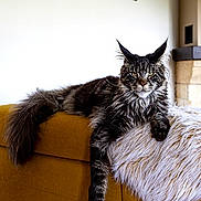 Zelos a rejoint le concours — aidez-le/la à gagner de superbes lots ! cat, maine_coon, feline, pet, indoor, couch, mustard_yellow, fur, fluffy, relaxed, paw, throw, white, long_tail, ears, eyes, portrait, home, furniture, animal