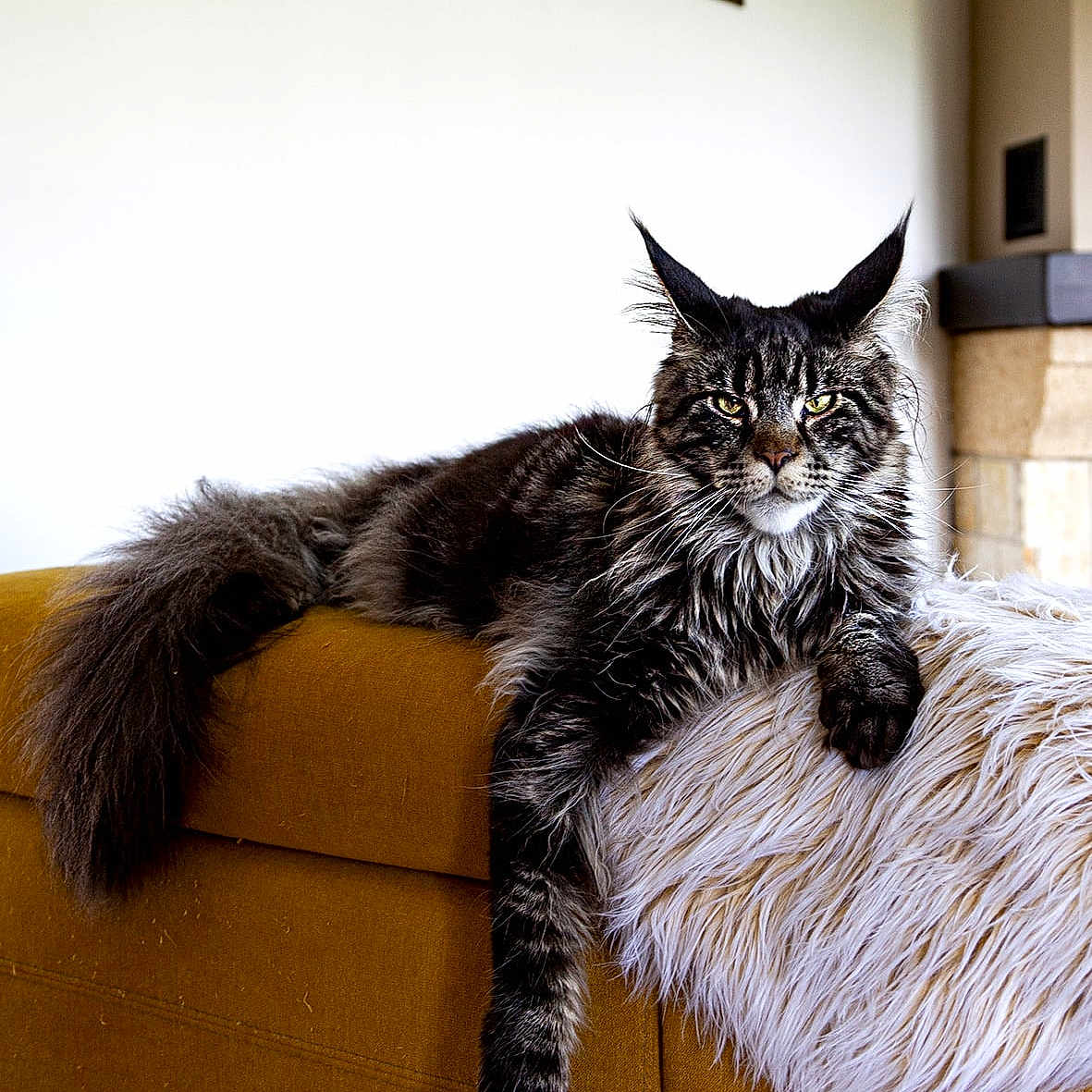 Zelos a rejoint le concours — aidez-le/la à gagner de superbes lots ! animal, cat, couch, ears, eyes, feline, fluffy, fur, furniture, home, indoor, long_tail, maine_coon, mustard_yellow, paw, pet, portrait, relaxed, throw, white