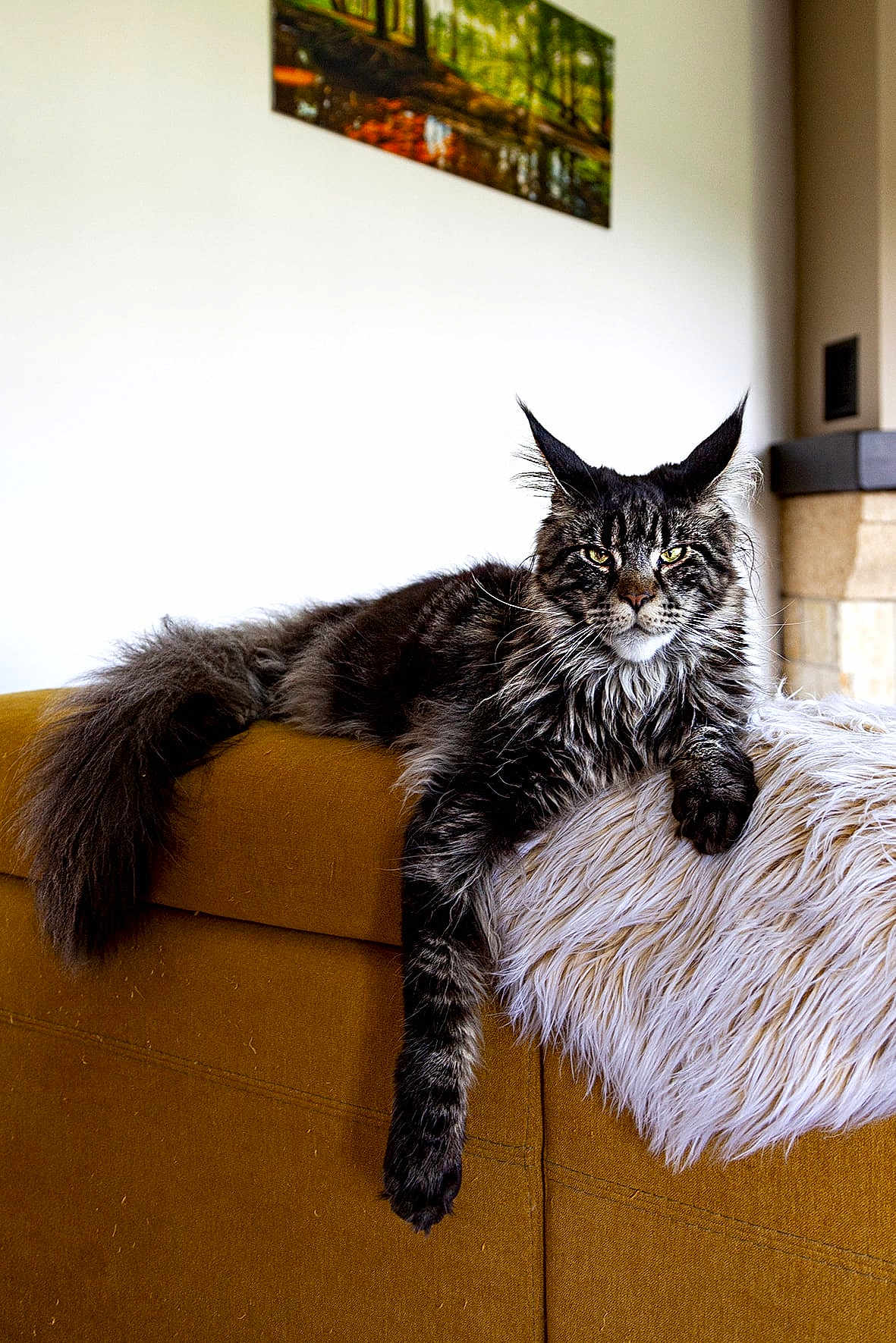 Zelos a rejoint le concours — aidez-le/la à gagner de superbes lots ! cat, maine_coon, feline, pet, indoor, couch, mustard_yellow, fur, fluffy, relaxed, paw, throw, white, long_tail, ears, eyes, portrait, home, furniture, animal