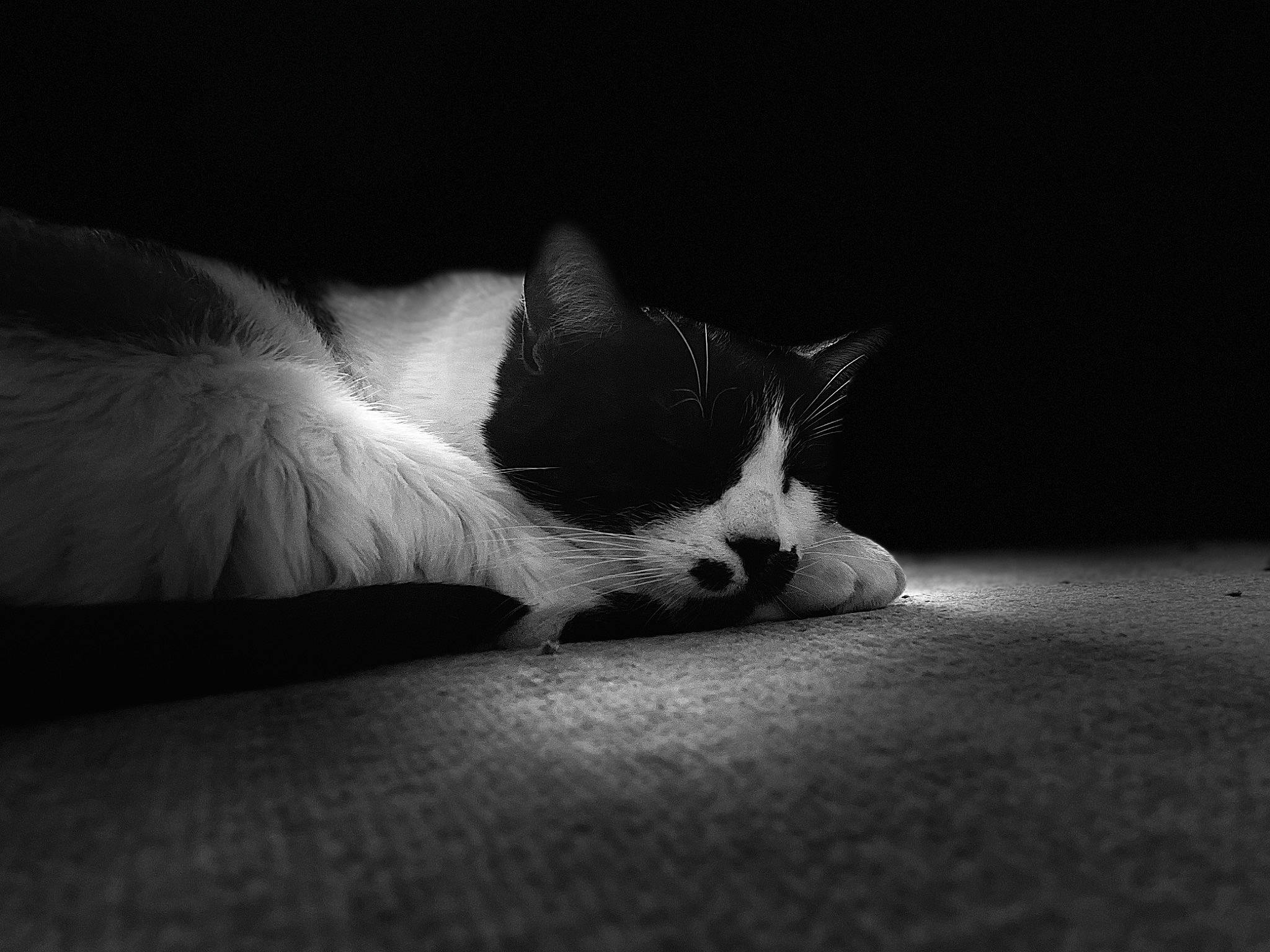 Snoopy a rejoint le concours — aidez-le/la à gagner de superbes lots ! carnivore, cat, comfort, darkness, domestic_short_haired_cat, felidae, foot, fur, grey, head, human_leg, monochrome, monochrome_photography, paw, small_to_medium_sized_cats, snout, tail, tints_and_shades, tree, whiskers