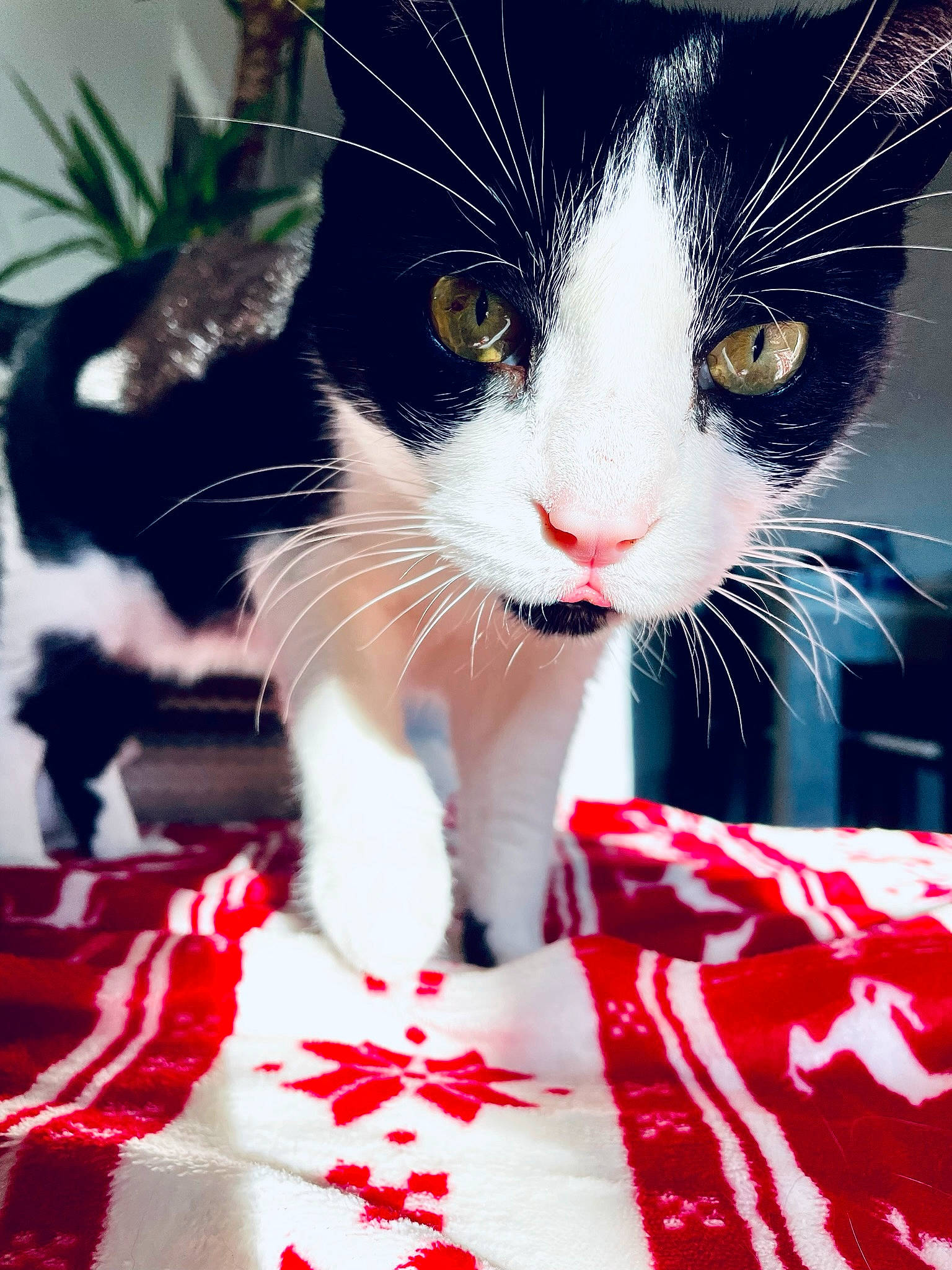 Sheldon a rejoint le concours — aidez-le/la à gagner de superbes lots ! carmine, carnivore, cat, claw, domestic_short_haired_cat, event, felidae, foot, fur, happy, holiday, lap, mammal, paw, plant, small_to_medium_sized_cats, snout, tail, whiskers, white