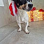 Obi Wan a rejoint le concours — aidez-le/la à gagner de superbes lots ! animal, background, black_and_white, celebration, christmas, cute, decorations, dog, festive, floor, holiday, holiday_lights, indoors, pet, red, ribbon, santa_hat, small_dog, tile, white