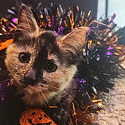 Coco is registered to the contest to win money with this photo: kitten, cat, tortoiseshell, pet, halloween, tinsel, pumpkin, jack_o_lantern, closeup, portrait, eyes, whiskers, ears, fur, carpet, indoor, cute, decorations, sparkle, playful