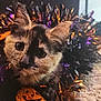 kitten, cat, tortoiseshell, pet, halloween, tinsel, pumpkin, jack_o_lantern, closeup, portrait, eyes, whiskers, ears, fur, carpet, indoor, cute, decorations, sparkle, playful