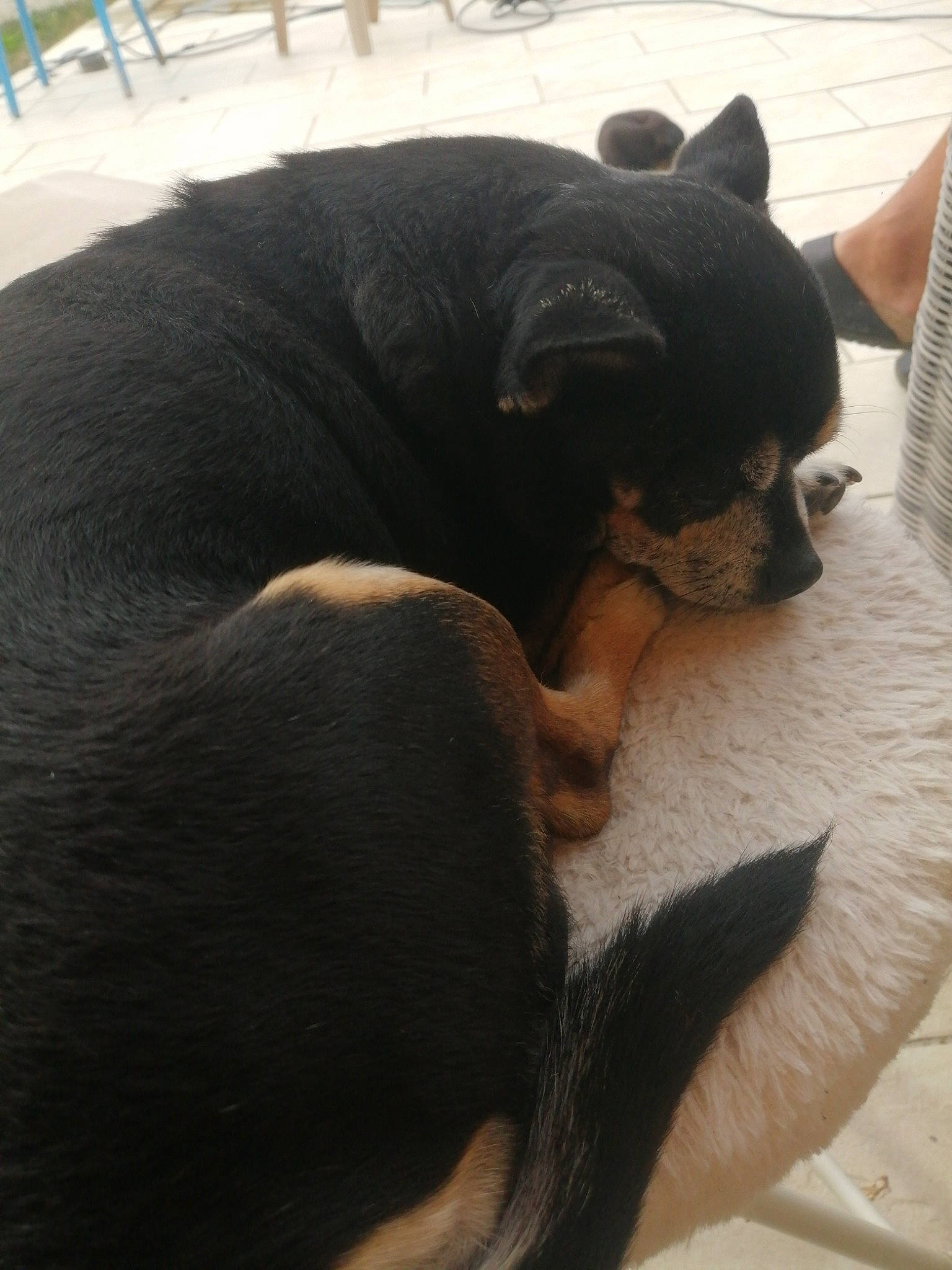 Bouba a rejoint le concours — aidez-le/la à gagner de superbes lots ! canidae, carnivore, comfort, companion_dog, dog, dog_breed, ear, fawn, flooring, fur, guard_dog, nap, paw, snout, sporting_group, tail, terrestrial_animal, toy_dog, whiskers, working_animal